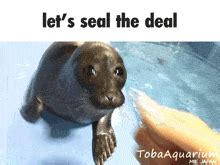 seal the deal meaning|let's seal the deal.